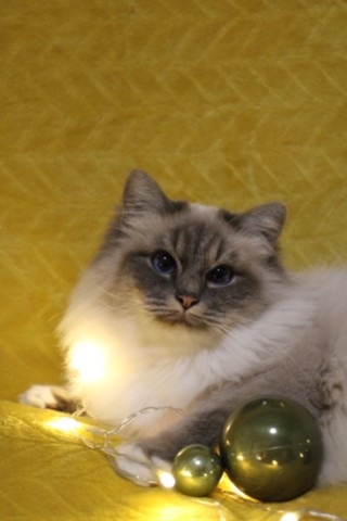   Tendresse des Tabby de l'Ille