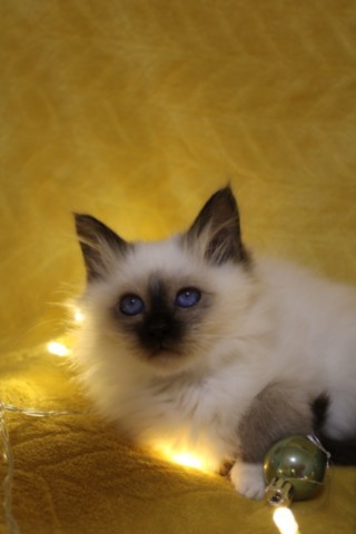 Xara Bleus de Vendée