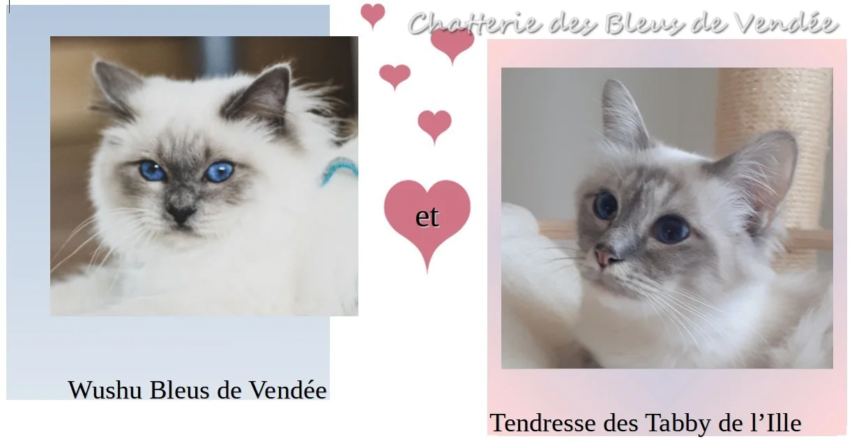 Wushu/Tendresse