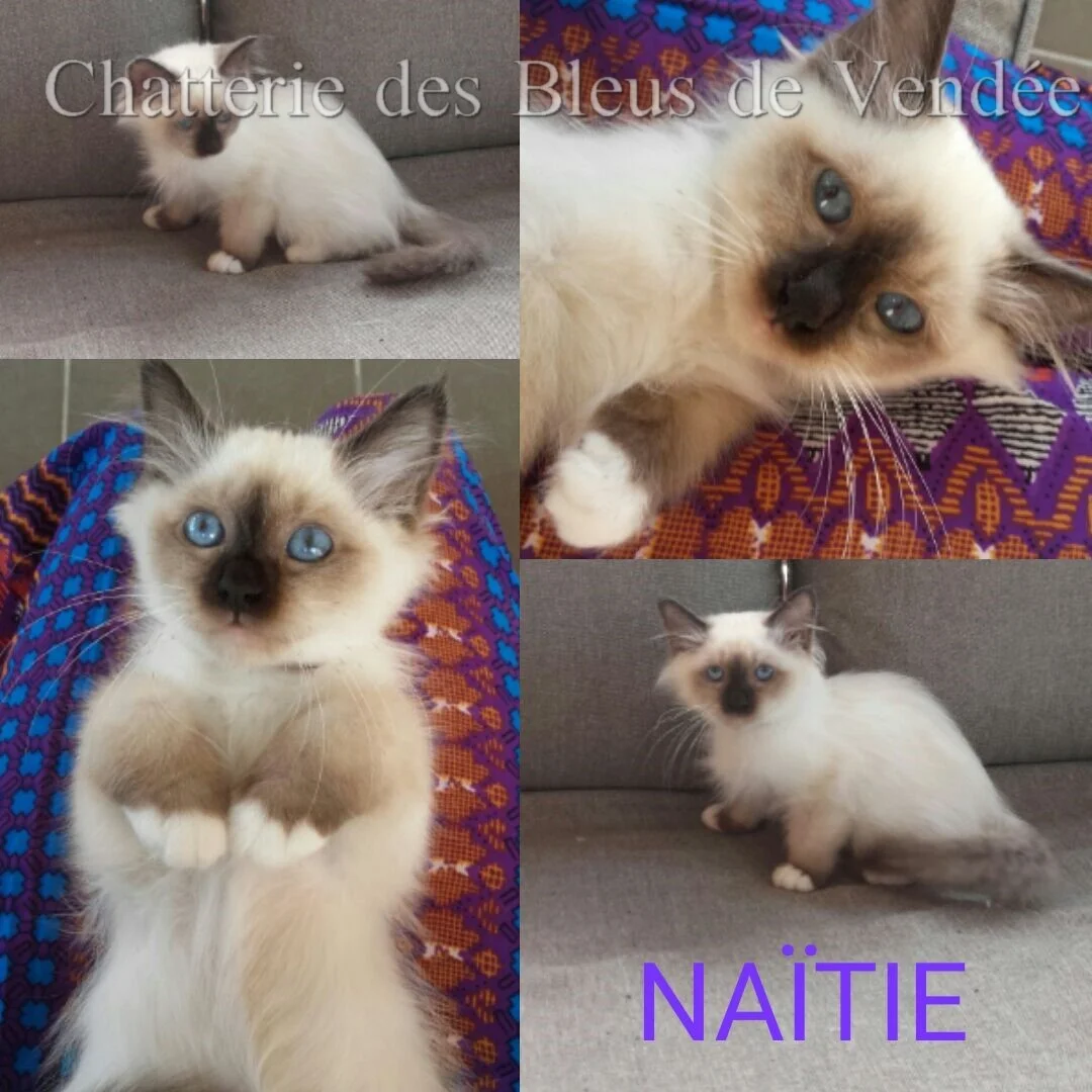 Naitie vie à St Nazaire