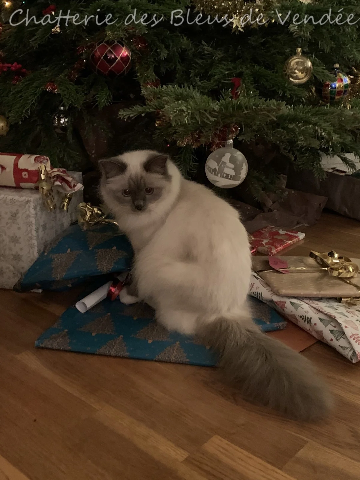sacrés de Birmanie