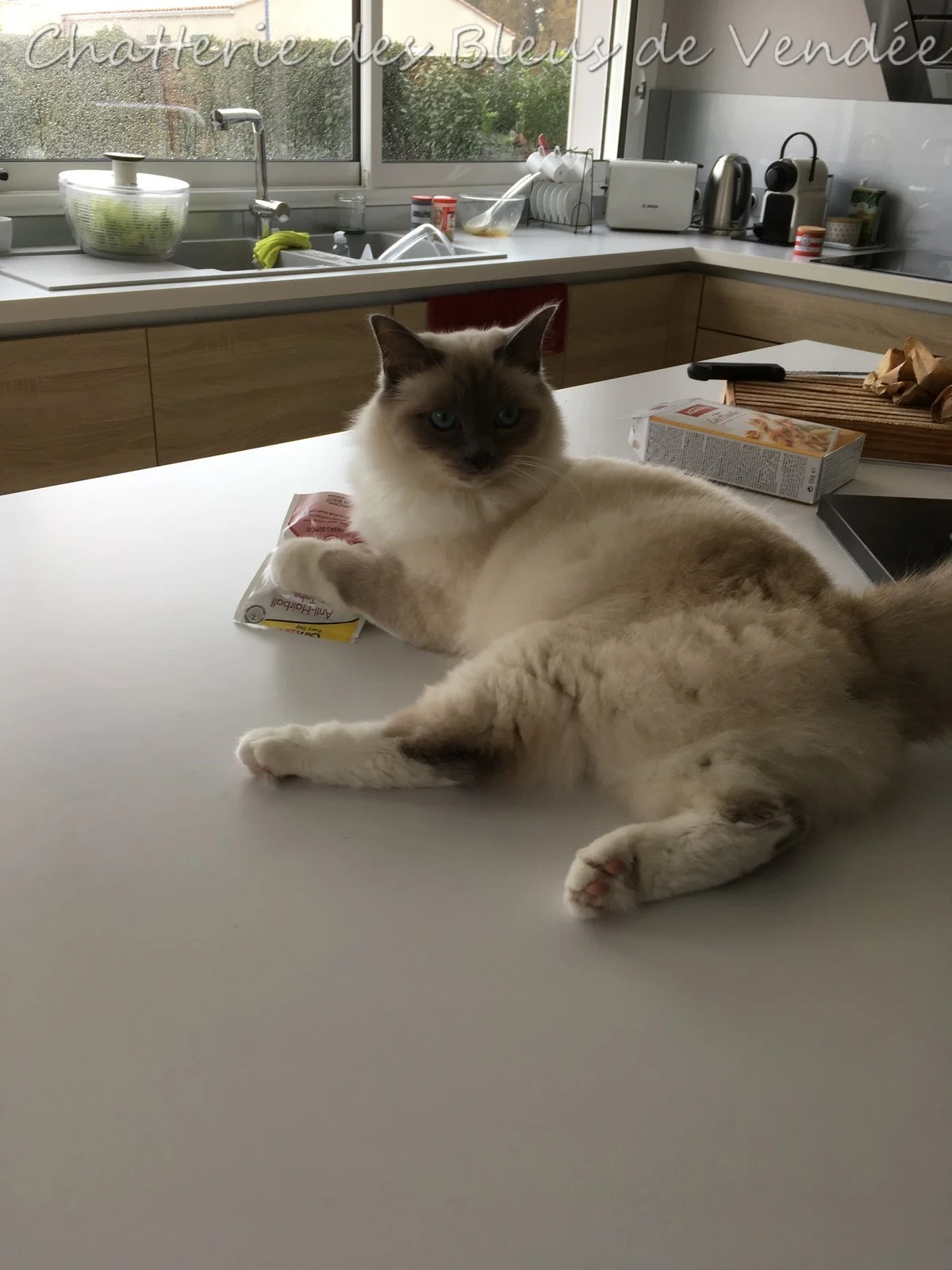 sacrés de Birmanie