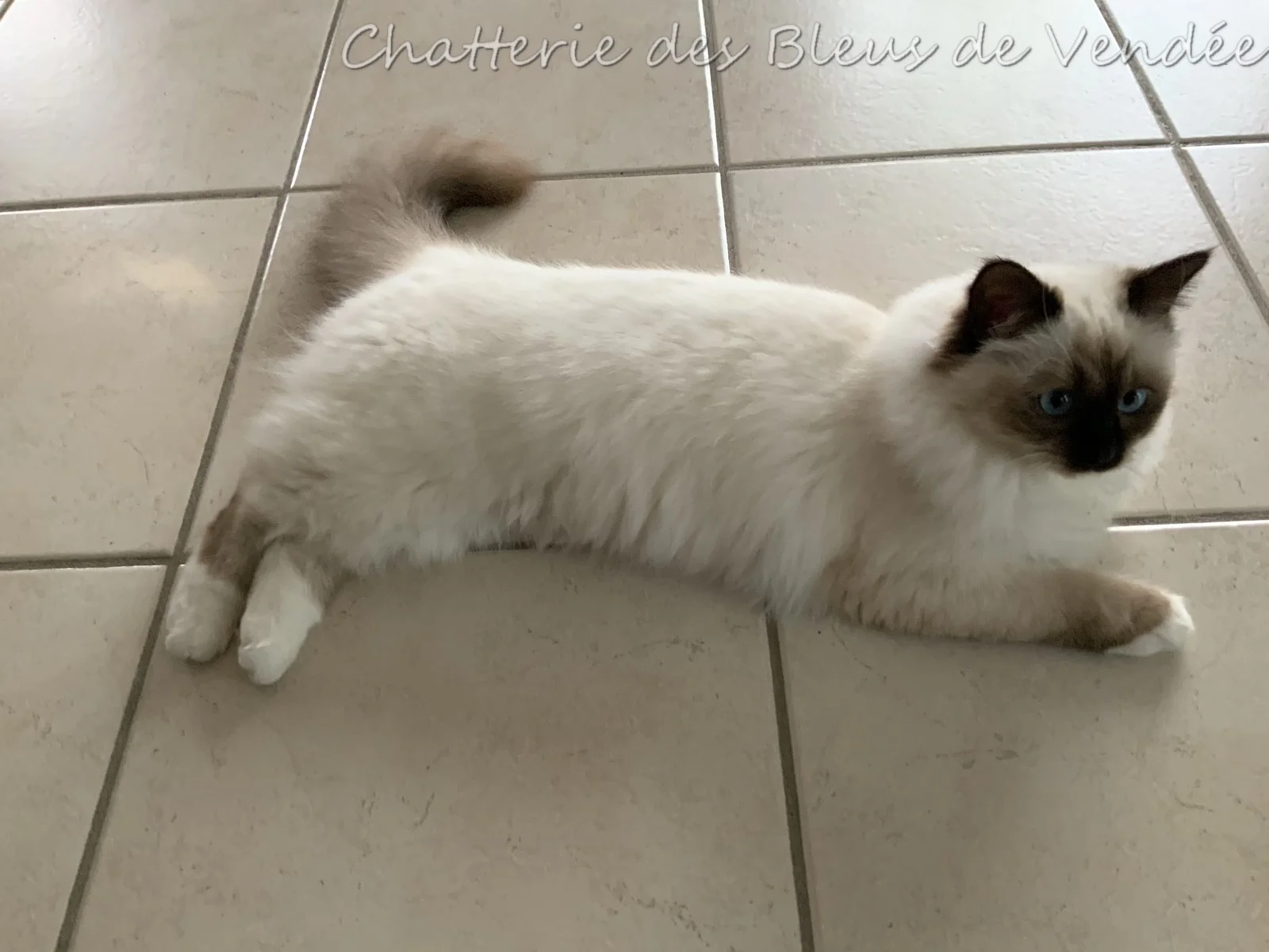 sacrés de Birmanie